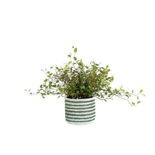 33644 RAF OSŁONKA OLIVE 12x10,5cm